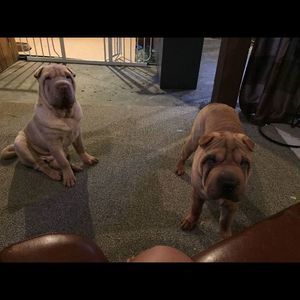 Meet your Posher, Jawanna